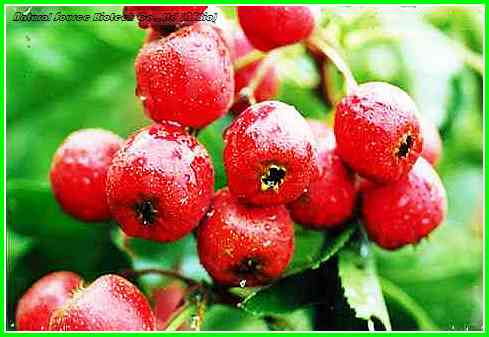 Organic Hawthorn product